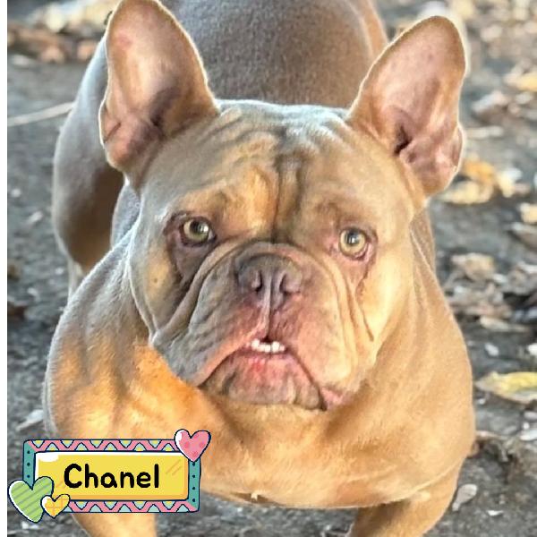 Chanel Bulldog Francese Cerca Casa 