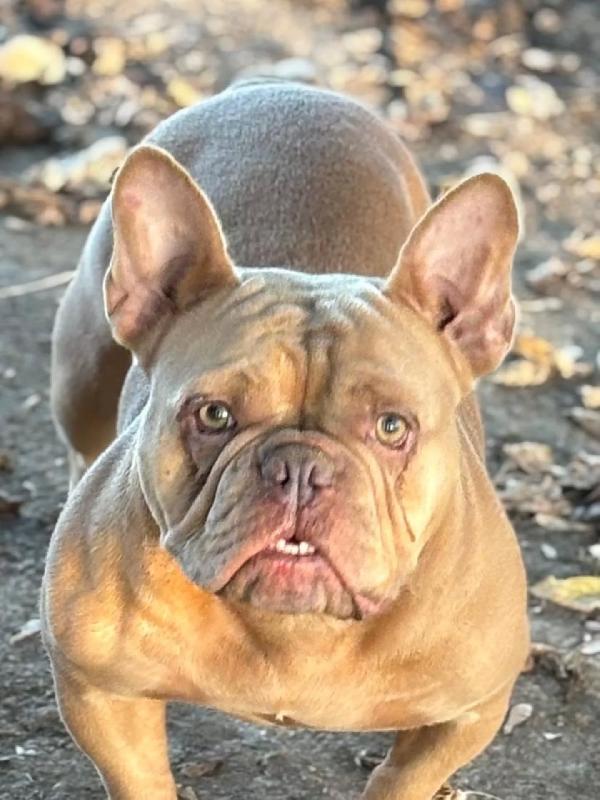 Chanel bulldog francese cerca casa  Foto 2