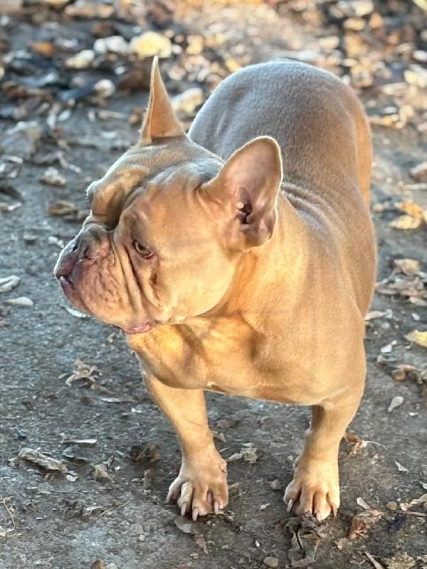Chanel bulldog francese cerca casa  Foto 3