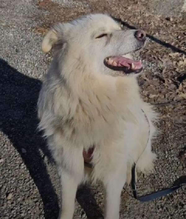 Fiorello 4anni tg media da 2anni in canile Foto 5