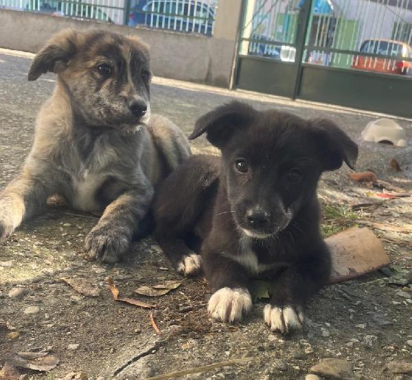 Gemma 3 Kg Di Cucciola 