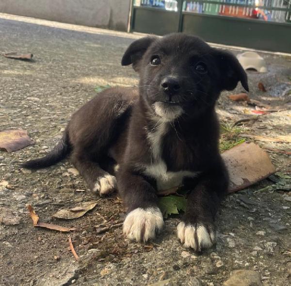 Gemma 3 kg di cucciola  Foto 2