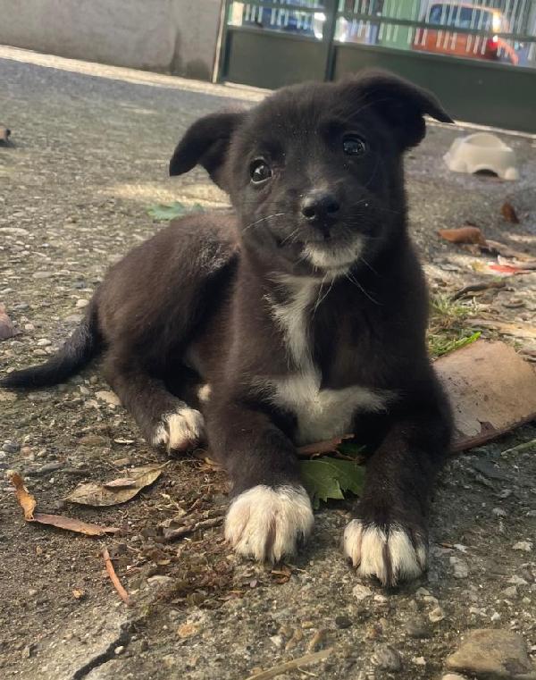 Gemma 3 kg di cucciola  Foto 3