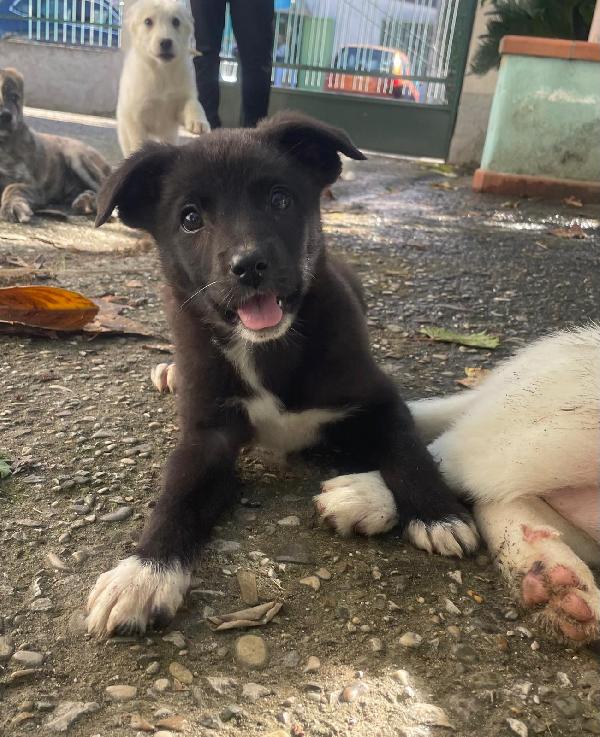 Gemma 3 kg di cucciola  Foto 4