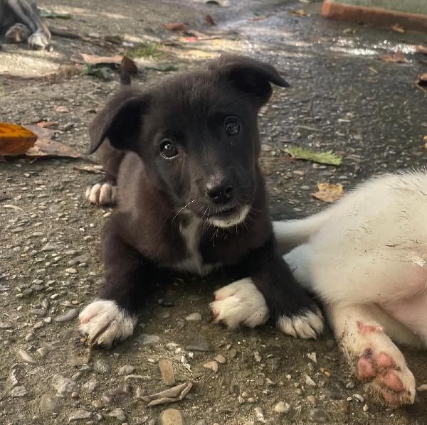 Gemma 3 kg di cucciola  Foto 5