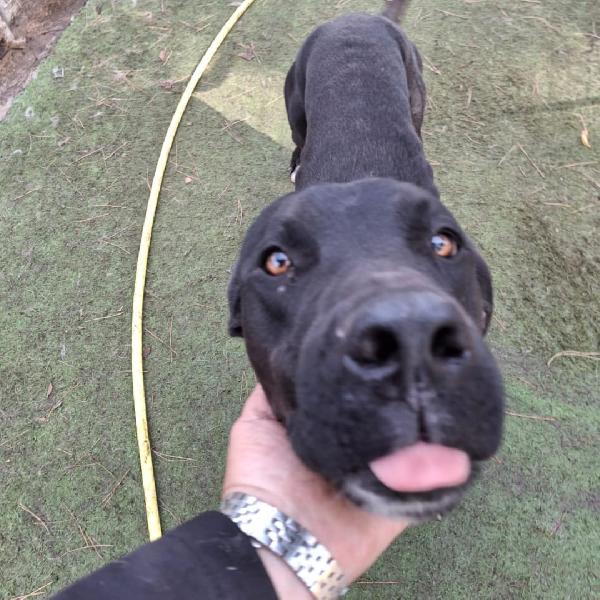 Benny...un amore di cucciolone Foto 2