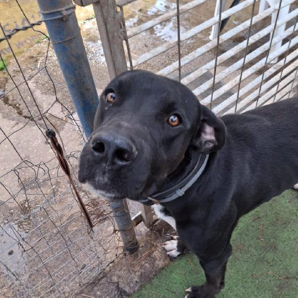 Benny...un amore di cucciolone Foto 5