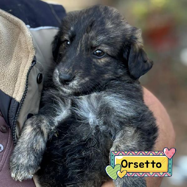Orsetto Dolce Cucciolo 2 Mesi Taglia Medio Piccola In Adozione - Cerca Casa !