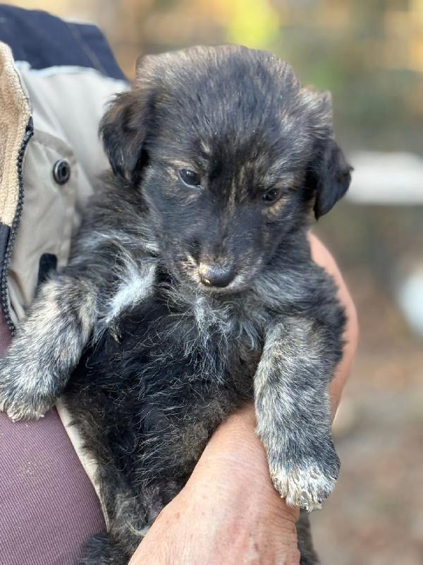 ORSETTO dolce cucciolo 2 mesi taglia medio piccola in adozione - cerca casa ! Foto 2