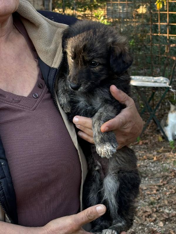 ORSETTO dolce cucciolo 2 mesi taglia medio piccola in adozione - cerca casa ! Foto 4