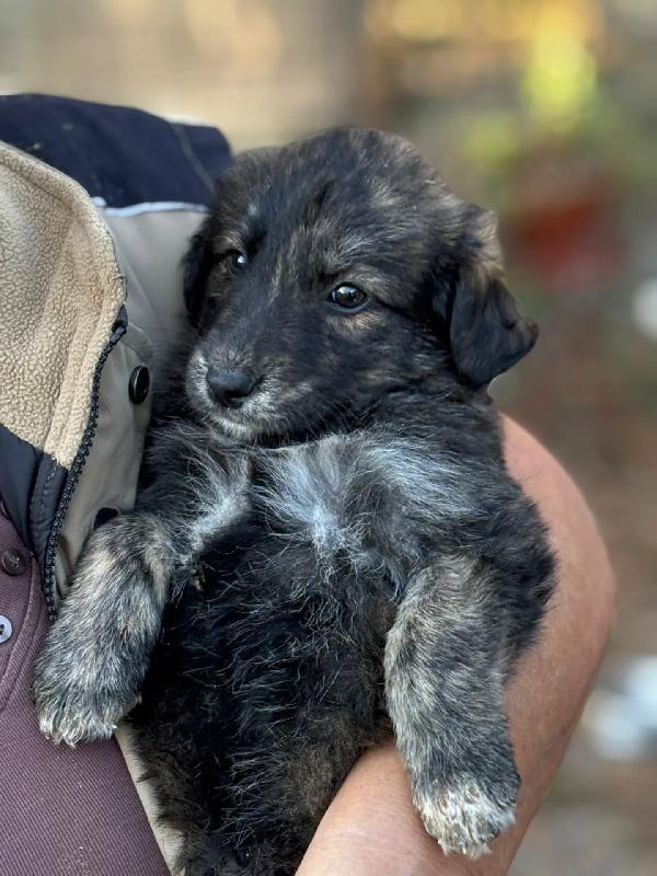 ORSETTO dolce cucciolo 2 mesi taglia medio piccola in adozione - cerca casa ! Foto 5