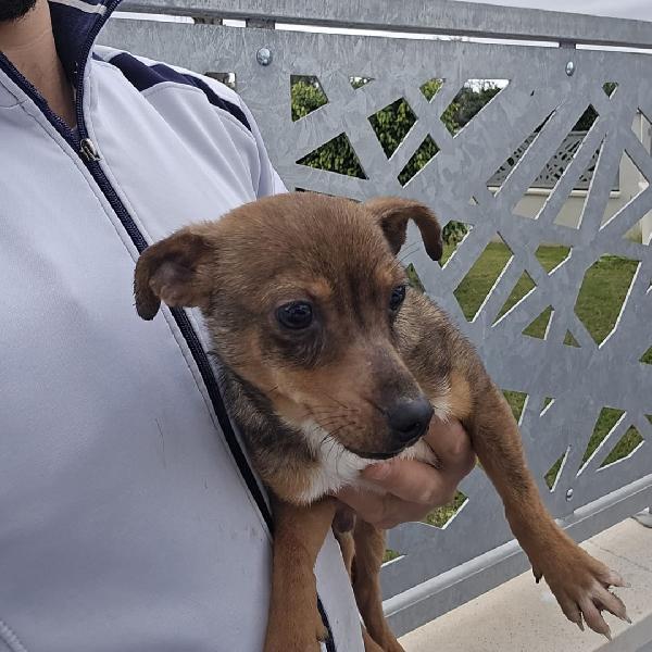 Dinamo🐾🩵 Foto 3