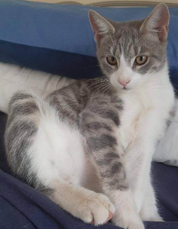 DENNY, tenero micino in adozione! Foto 2