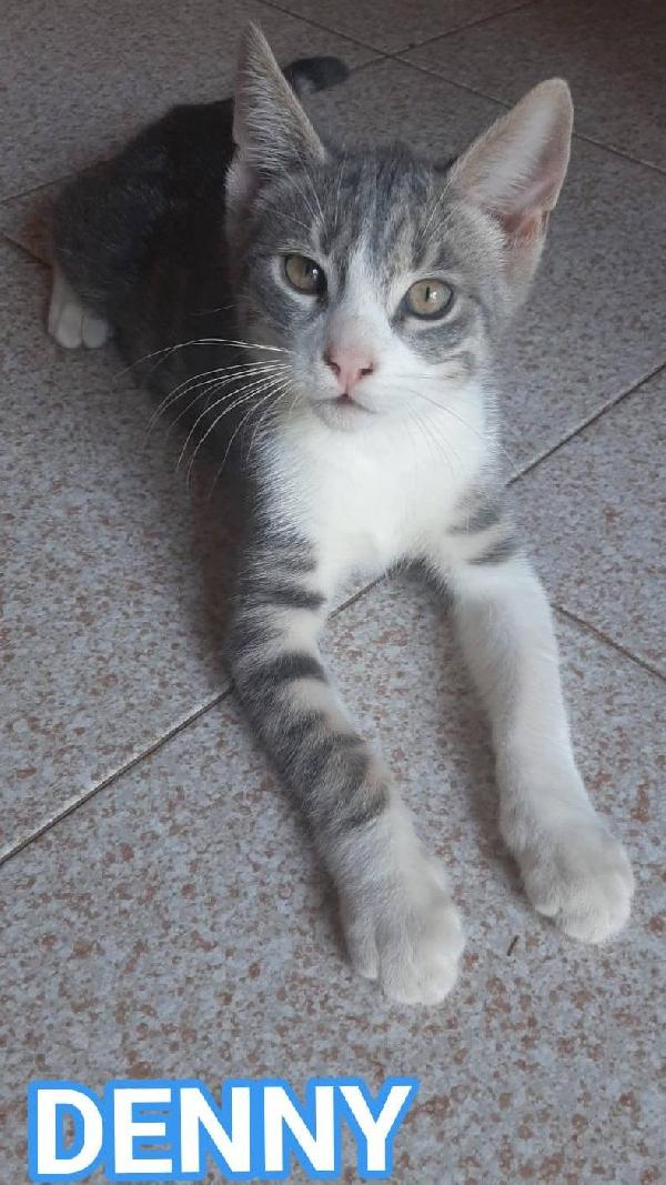 DENNY, tenero micino in adozione! Foto 5