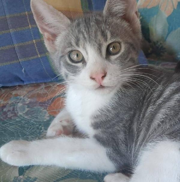 DENNY, tenero micino in adozione! Foto 6