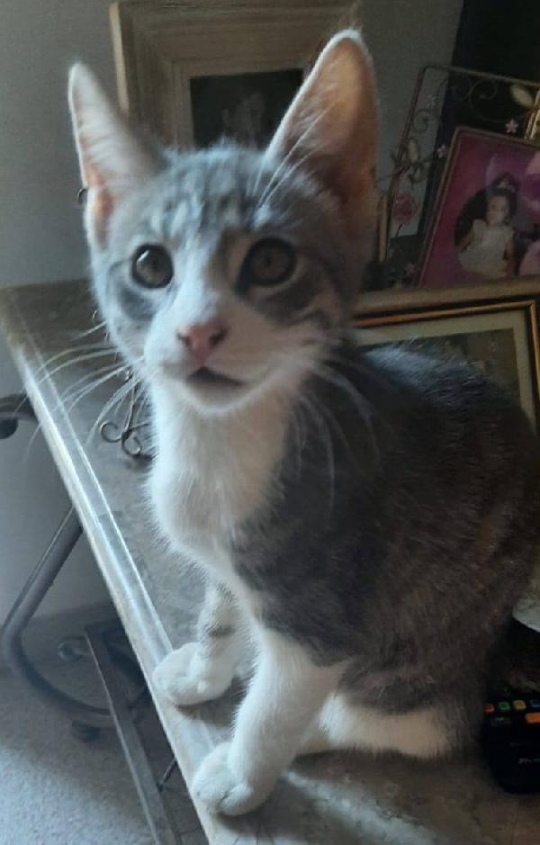 DENNY, tenero micino in adozione! Foto 7