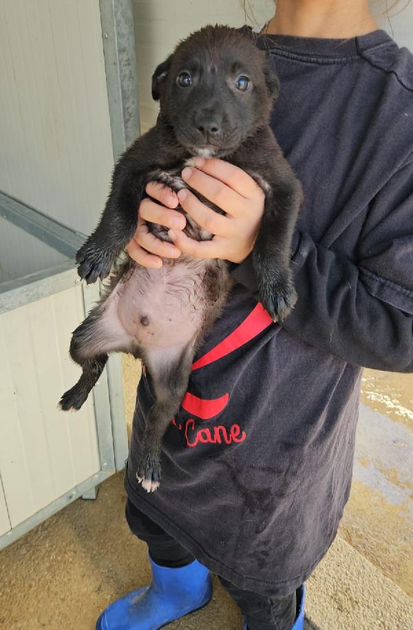 Gelso: 2 Mesi Taglia Piccola 