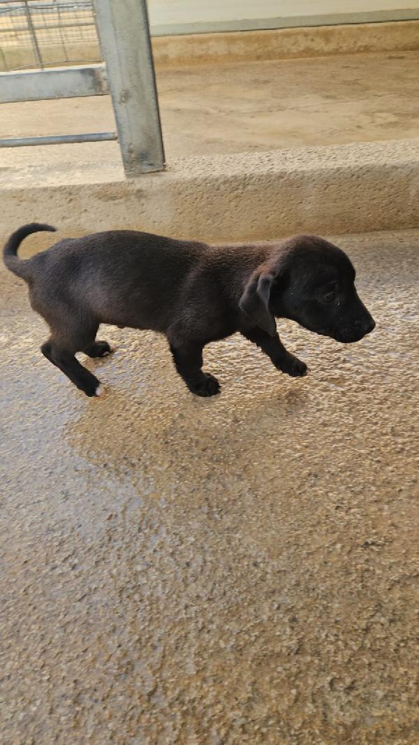 Gelso: 2 mesi taglia piccola  Foto 2