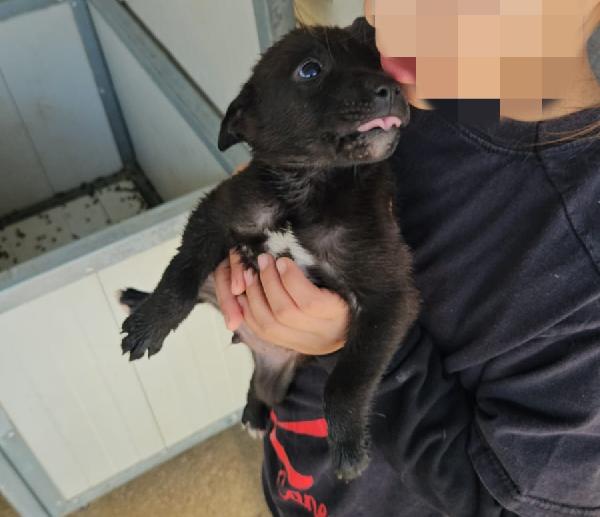 Gelso: 2 mesi taglia piccola  Foto 3