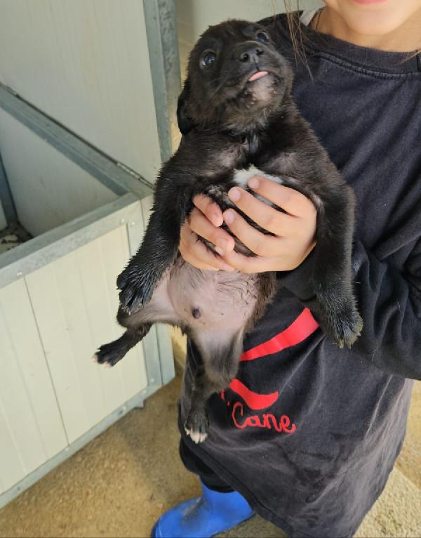 Gelso: 2 mesi taglia piccola  Foto 4