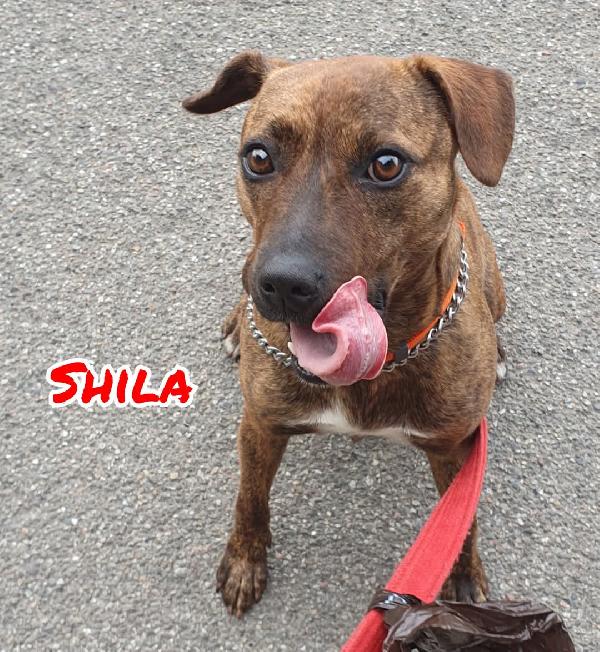 Adottate Shila  Foto 2