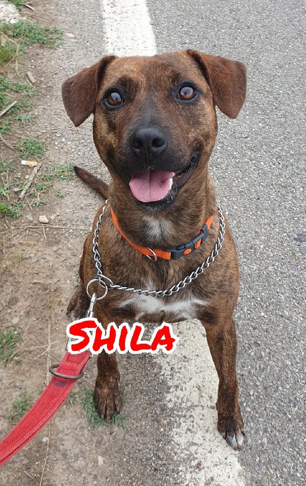Adottate Shila  Foto 3