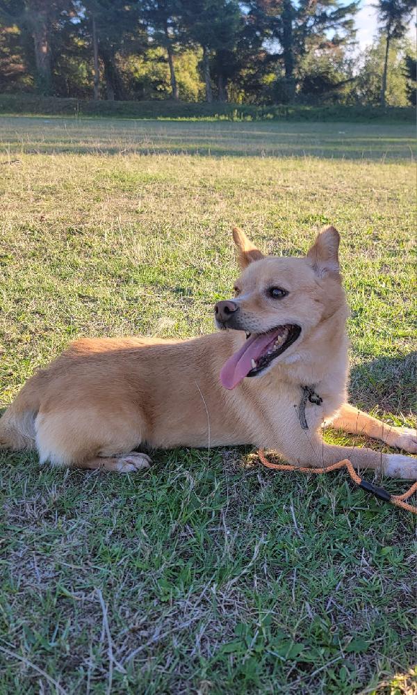 Bampy Cagnolino Taglia Piccola 