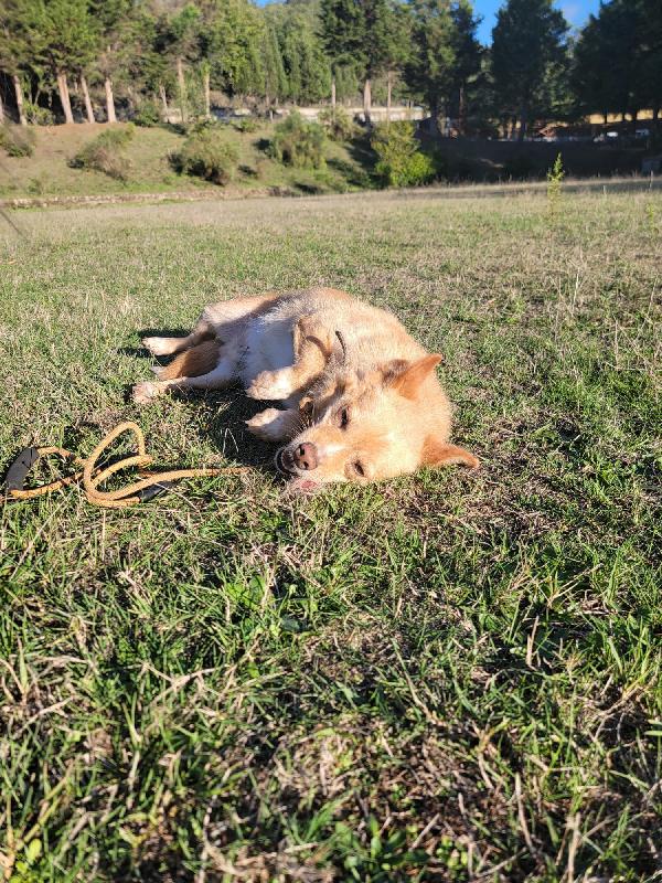 Bampy cagnolino taglia piccola  Foto 2