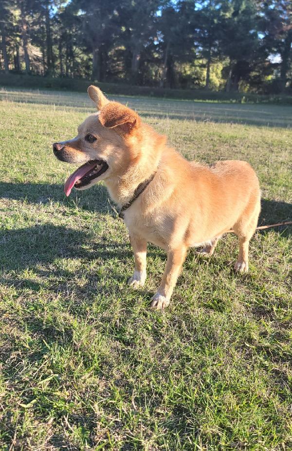 Bampy cagnolino taglia piccola  Foto 3