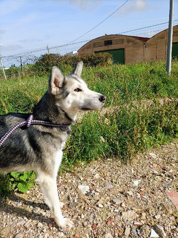 Alaska cucciolotta Foto 2