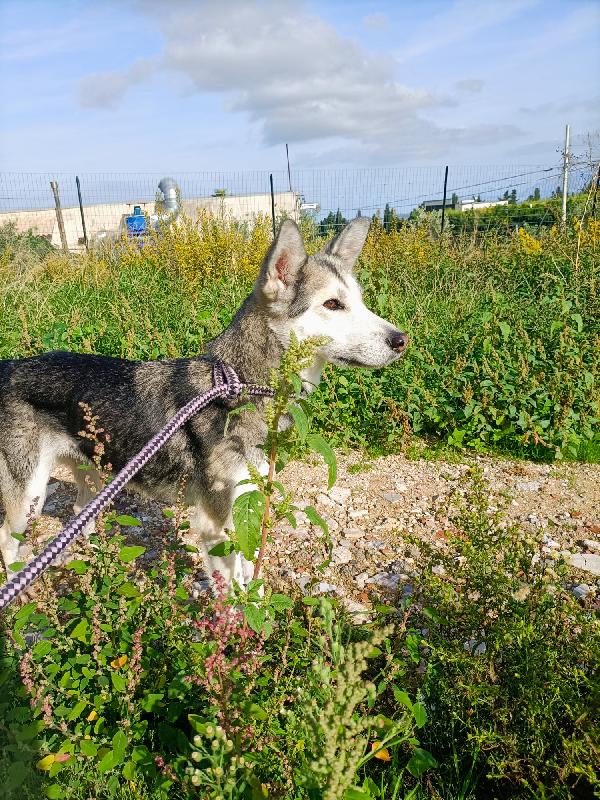 Alaska cucciolotta Foto 3