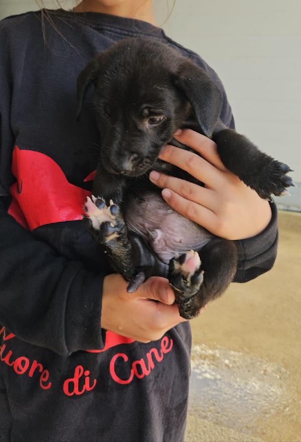 Papavero: 2 Mesi Taglia Piccola