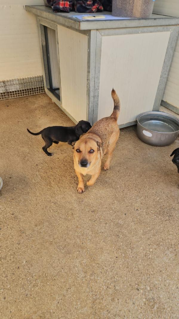 Papavero: 2 mesi taglia piccola Foto 4