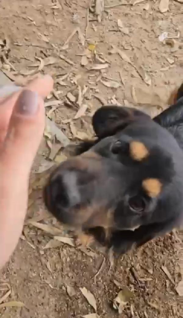 Papavero: 2 mesi taglia piccola Foto 7