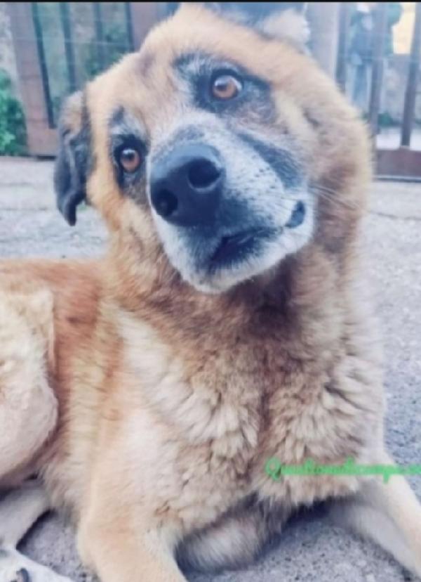 Boris Adulto Pastore Dimenticato Dal Mondo! Boris