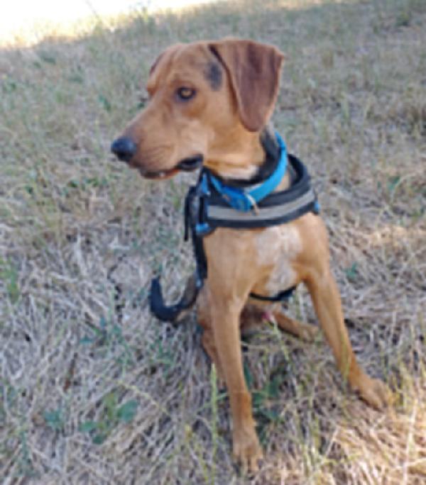 Segugino quasi 3anni cacciato in malomodo  Foto 2