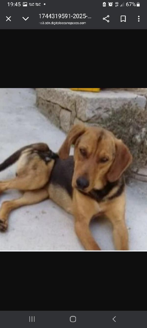 Segugino quasi 3anni cacciato in malomodo  Foto 5