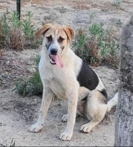 Sofia 15Mesi Dalla Strada Al Canile! Calabria