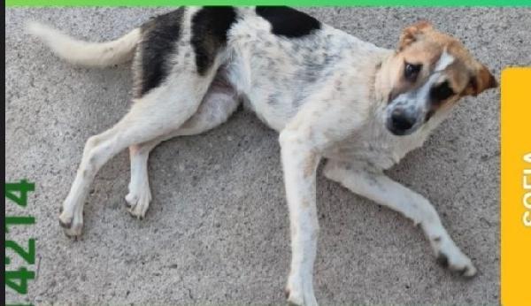 Sofia 15mesi dalla strada al canile! CALABRIA Foto 2