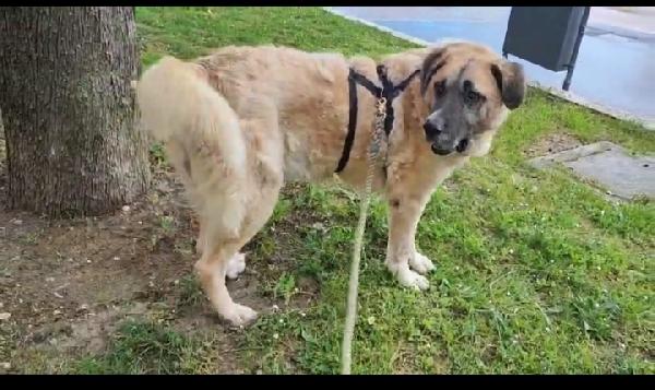 Hulk: Gigante Buono Educato E Coccolone 