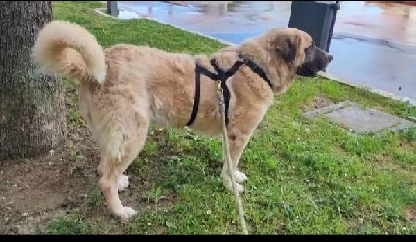 Hulk: gigante buono educato e coccolone  Foto 2