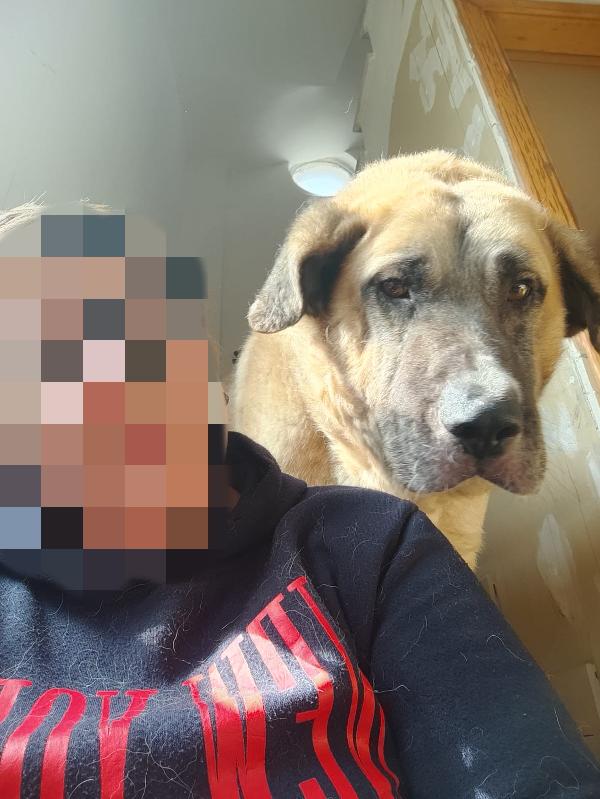 Hulk: gigante buono educato e coccolone  Foto 3