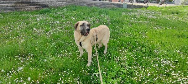 Hulk: gigante buono educato e coccolone  Foto 6