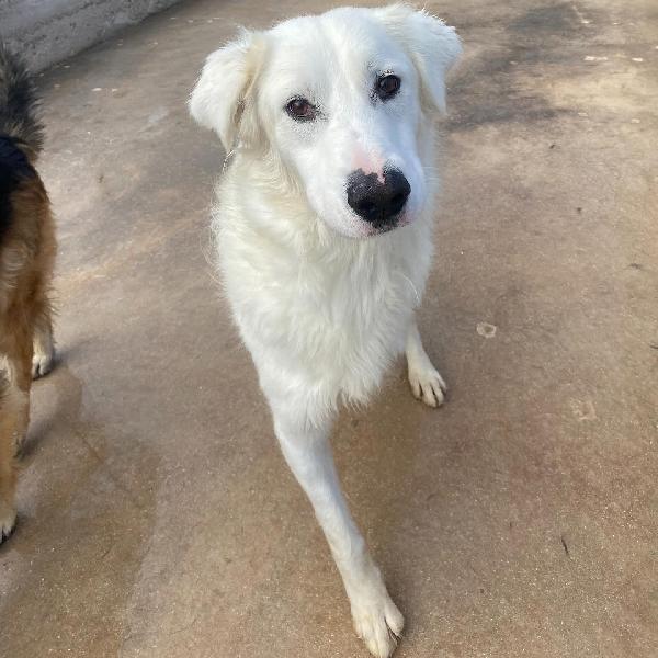 GHALI splendido tripode in adozione - canile di Latina Foto 2