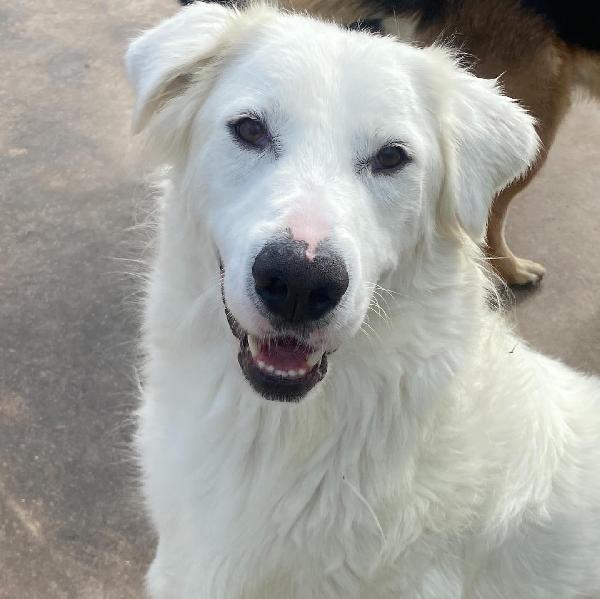 GHALI splendido tripode in adozione - canile di Latina Foto 3