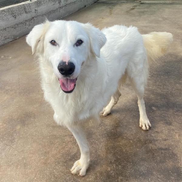 GHALI splendido tripode in adozione - canile di Latina Foto 4