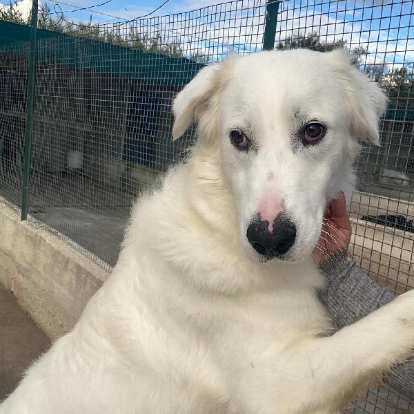 GHALI splendido tripode in adozione - canile di Latina Foto 5