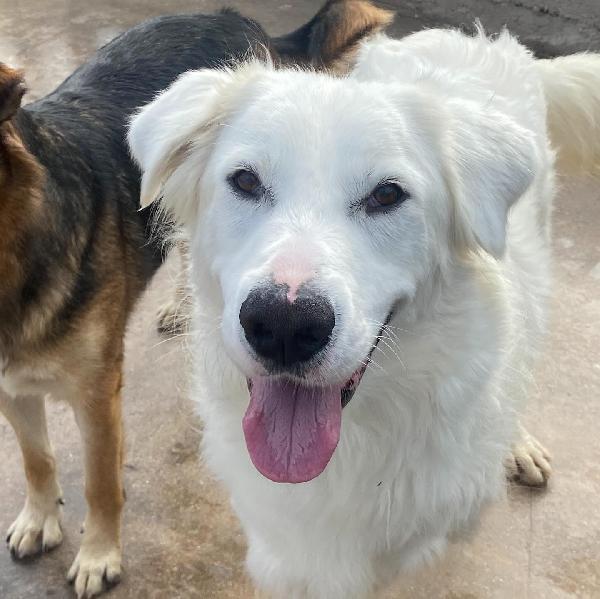 GHALI splendido tripode in adozione - canile di Latina Foto 7