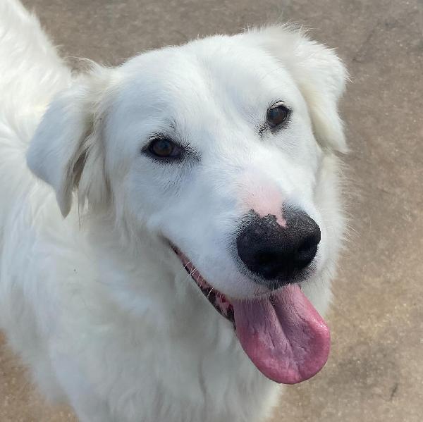 GHALI splendido tripode in adozione - canile di Latina Foto 8