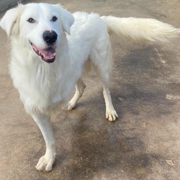 GHALI splendido tripode in adozione - canile di Latina Foto 9